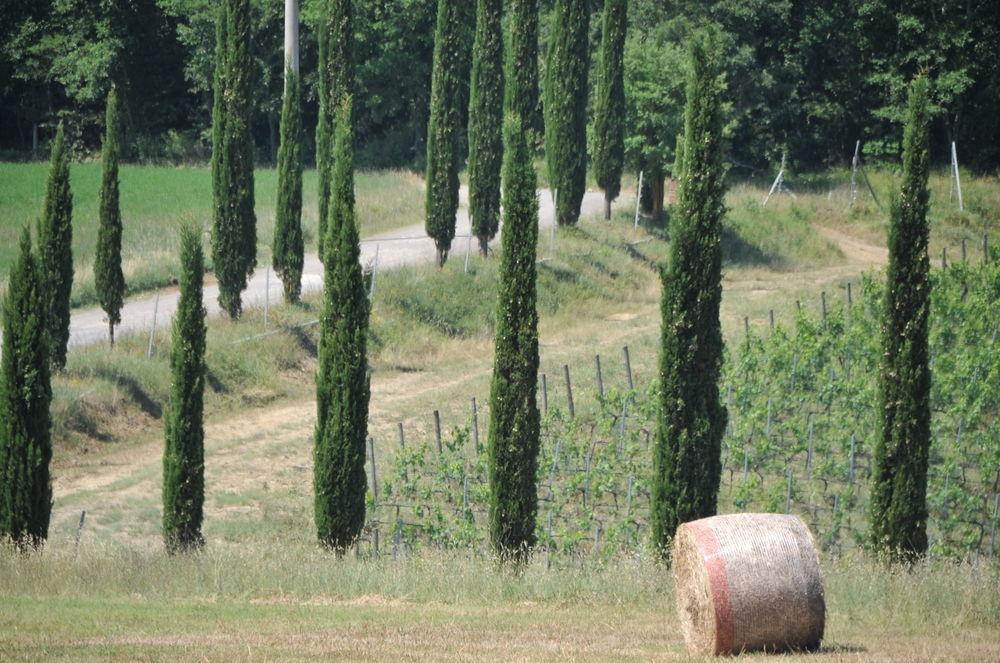 Tenuta Casabianca Murlo Eksteriør billede
